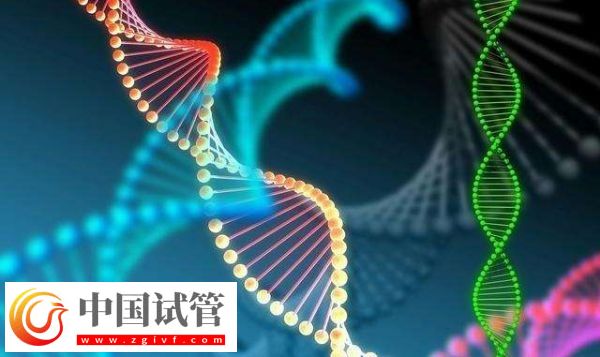 胚胎篩選和性別篩選是否一樣